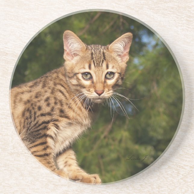 Cat Series — Serval Savannah Cat — Porta copos (Frente)