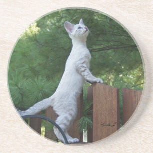 Cat Series — Serval Savannah Cat — Porta copos