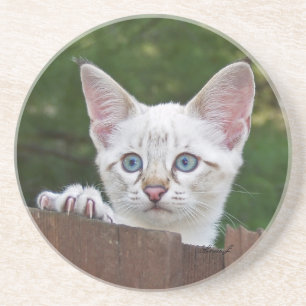 Cat Series — Serval Savannah Cat — Porta copos