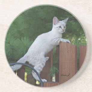 Cat Series — Serval Savannah Cat — Porta copos