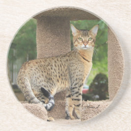 Cat Series — Serval Savannah Cat — Porta copos