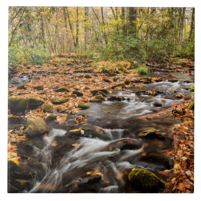 Cataloochee Creek NC Great Smoky Mountains (Frente)