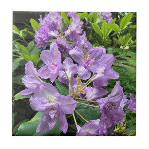 Catawbiense Boursault Rhododendrons, Oregon