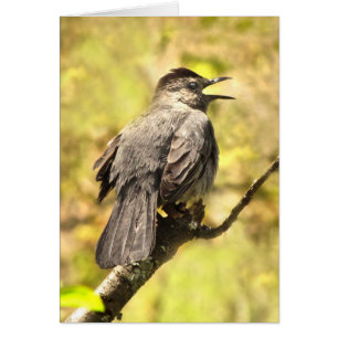 Catbird que canta a sua canção o cartão vazio