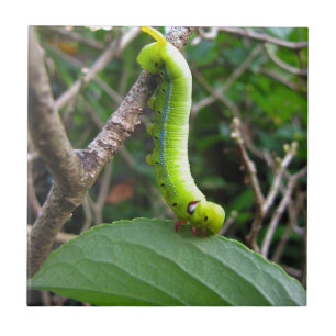 Caterpillar
