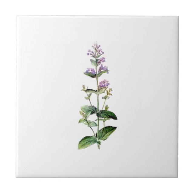 CATMINT, catnip, catnip branch, erva, planta, roxo (Frente)