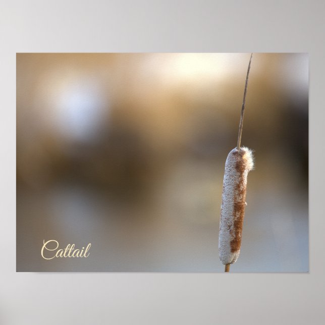 Cattail Plant Photo Poster (Frente)