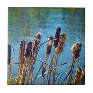 Cattails na lagoa