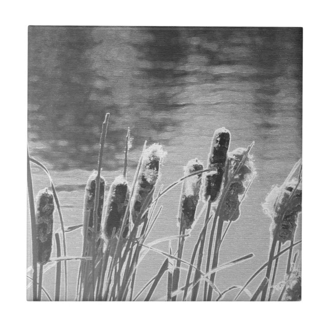 Cattails por Pond em preto e branco (Frente)