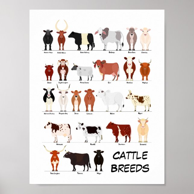 cattle breeds chart poster (Frente)