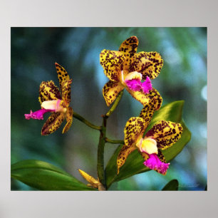 Cattleya Orchid Art Impressão -24x20 -outros tama