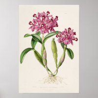 Cattleya skinneri por Impressão de Orquídea de Bat