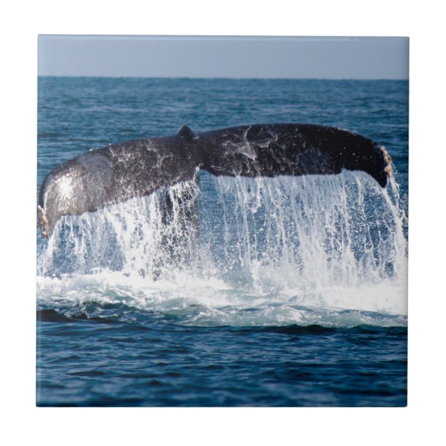 Cauda de Baleia (Frente)