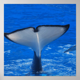 Cauda de um Poster de baleia