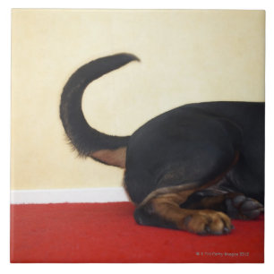 Cauda sacudindo de Rottweiler, seção traseiro