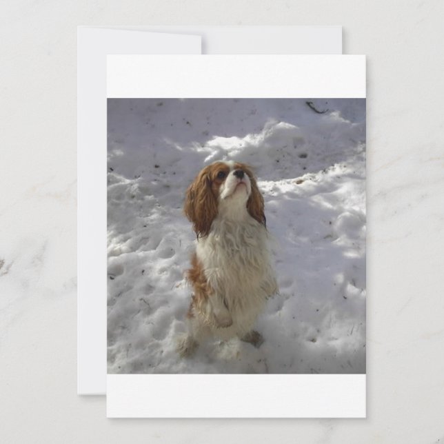 cav na neve (Frente)