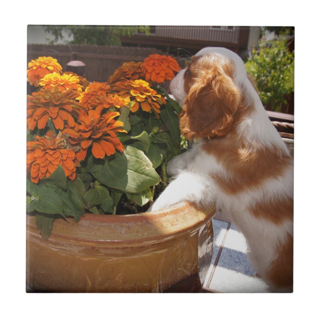 Cavaleiro das Flores do Rei Charles Spaniel (Frente)