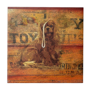 Cavaleiro Rei Charles Spaniel