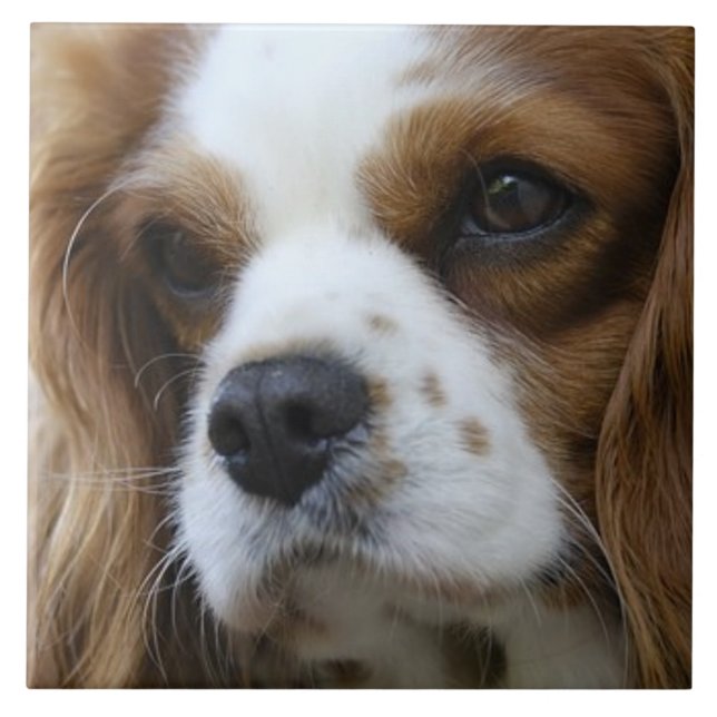 Cavaleiro Rei Charles Spaniel 2 Pet Love, KEEPSAKE (Frente)