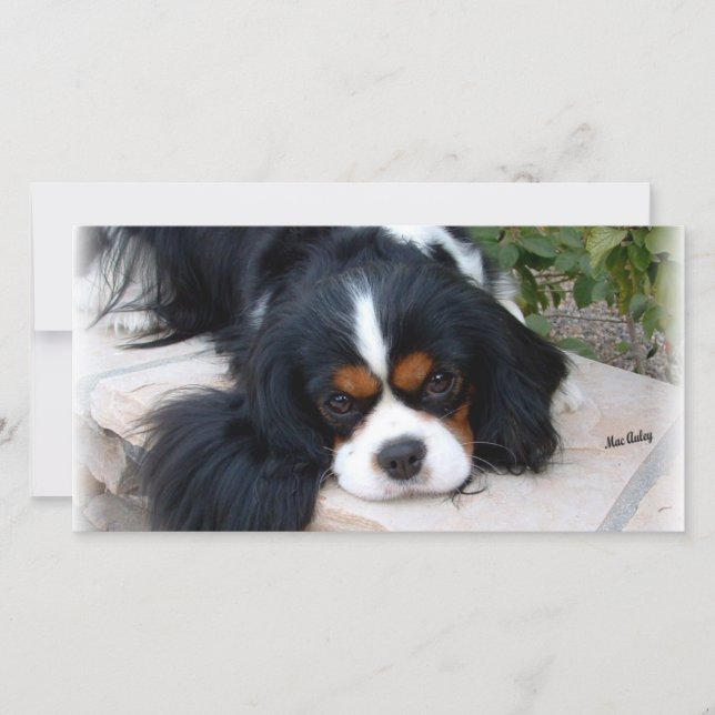 Cavalier King Charles (Frente)