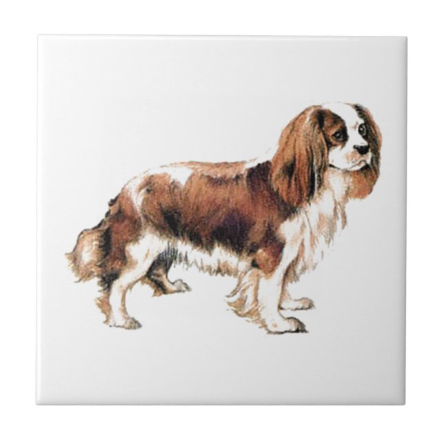 Cavalier King Charles Spaniel (Frente)