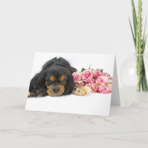 Cavalier King Charles Spaniel E Cartão De Rosa