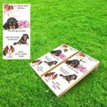 Cavalier King Charles Spaniel Engraçado