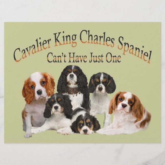 Cavalier King Charles Spaniel não pode ter apenas  (Frente)