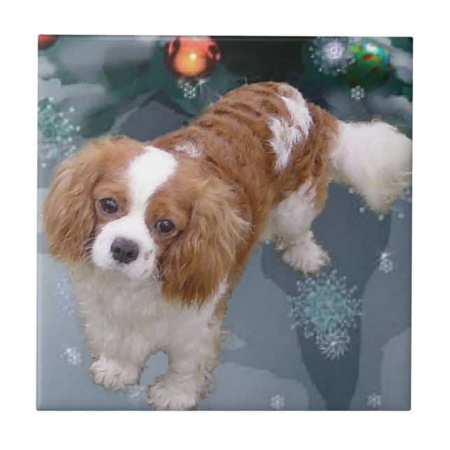Cavalier King Charles Spaniel Natal (Frente)