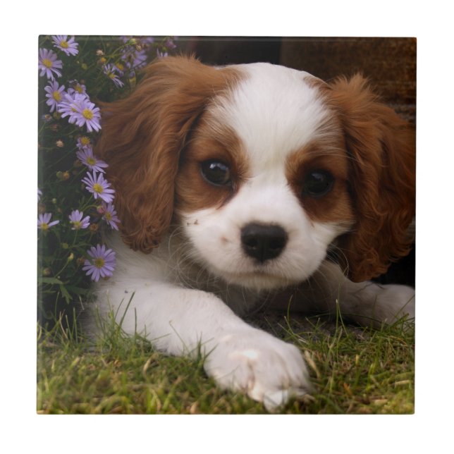 Cavalier King Charles Spaniel Puppy atrás das flor (Frente)