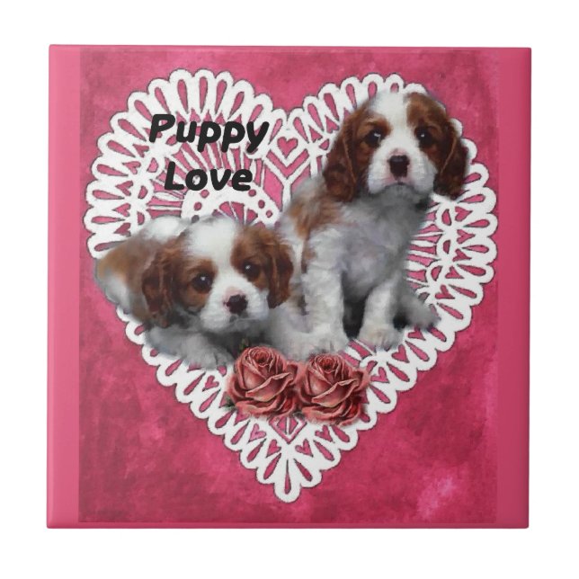 Cavalier King Charles Spaniel Puppy Love (Frente)