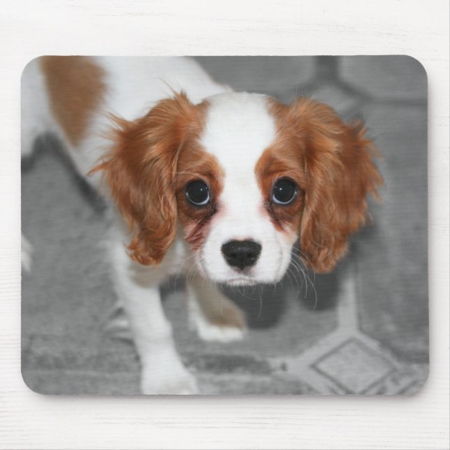 Cavalier King Charles Spaniel Puppy Mousepad (Frente)