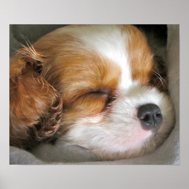 Cavalier King Charles Spaniel Puppy Poster (Frente)