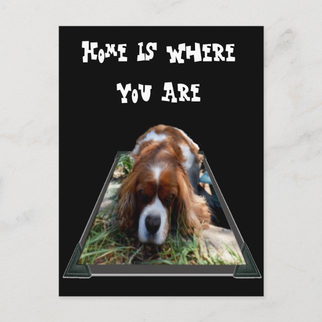 Cavalier Spaniel, Cartão Postal (Frente)
