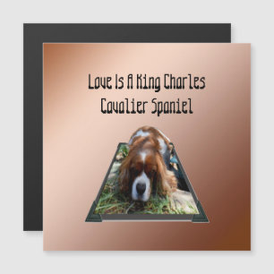 Cavalier Spaniel Popout Art, Cartão Magnético