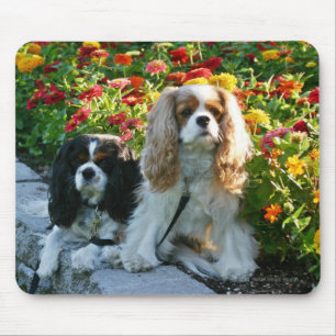 Cavaliers e Zinnias Mousepad