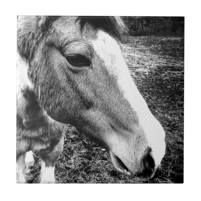 Cavalo (Frente)