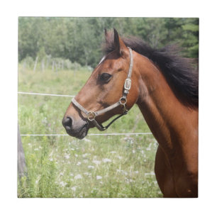 Cavalo