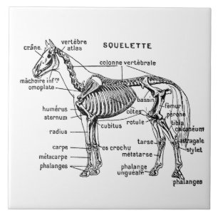 Cavalo