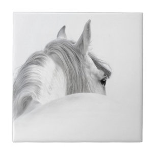 Cavalo