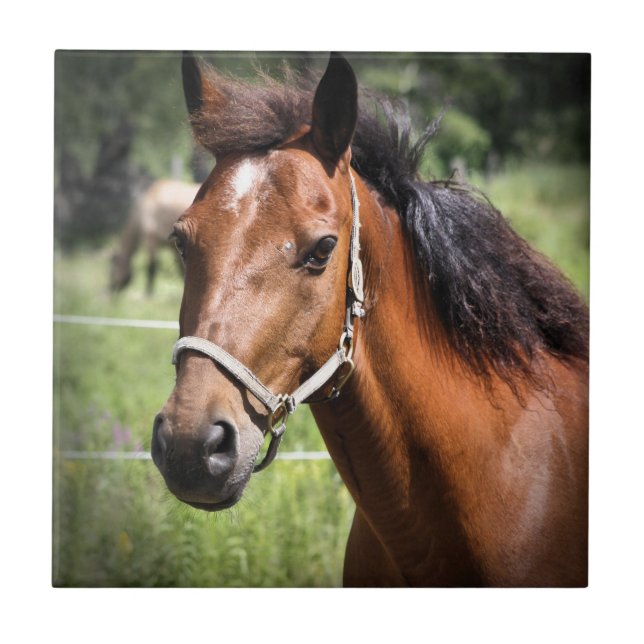 Cavalo 8674 (Frente)