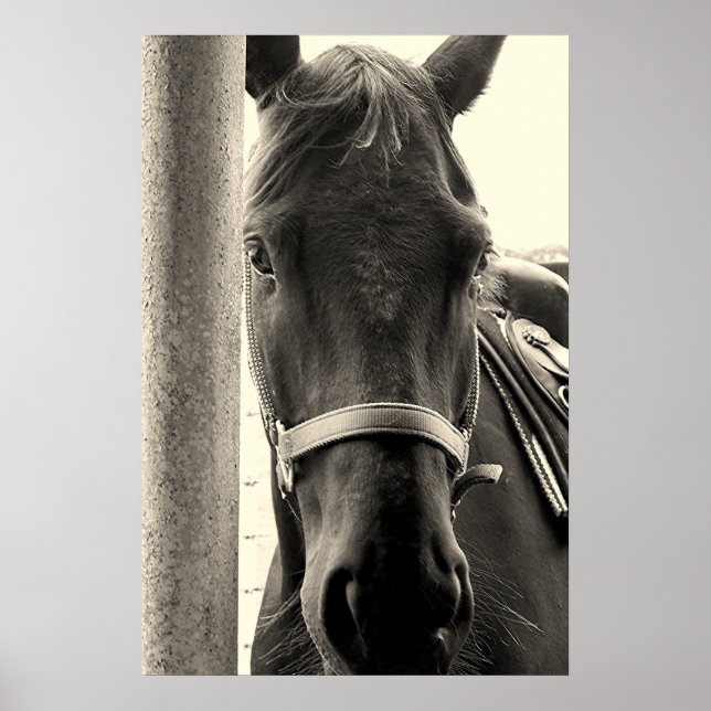 Cavalo Adorável na Poster da Parede Sepia (Frente)