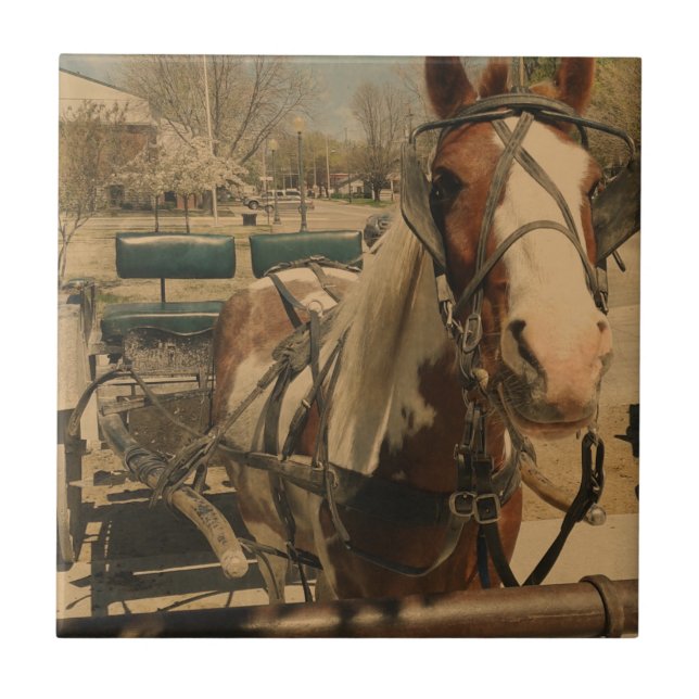 Cavalo Amish, Um Pinto (Frente)