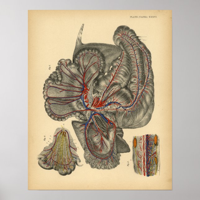 Cavalo Anatomia abdominal 1908 Vintage Impressão (Frente)