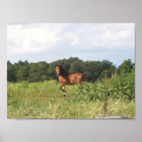 Cavalo bonito no campo Poster