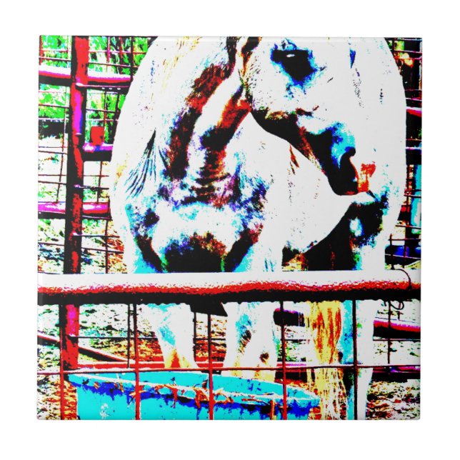 Cavalo branco (Frente)