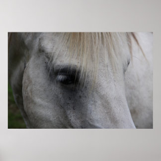 Cavalo Branco da Sabedoria - Poster