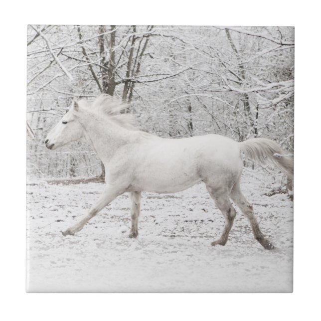 Cavalo branco galopante na neve (Frente)