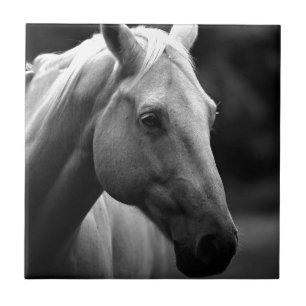 Cavalo Branco Negro