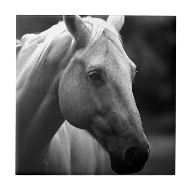 Cavalo Branco Negro (Frente)